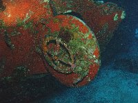 Diver's lights and the camera flash show red coloured growth on a hatch on the wreck...