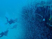 The wreck is clouded with massive shoals of tiny fish...
