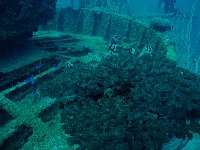 Coral softens the lines of the wreck and provides a home to a wide variety of tropical reef fish...