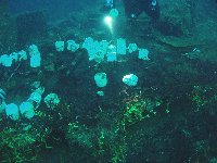 US Navy pottery gathered from inside the wreck and placed on the hangar deck level...