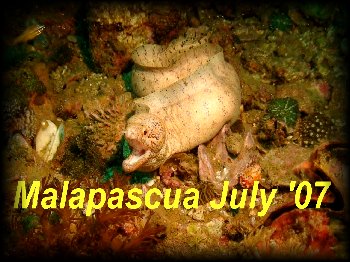 Click to view a slideshow of photos taken around Malapascua's Gato Island marine reserve...
