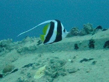 Not content with their bodies obscuring my view of a good bit of metal some of them even bring streamers along like this Moorish Idol!