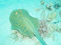 Blue Spotted Ray...
