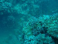 Shoals of tiny fish inhabit the coral heads in droves...
