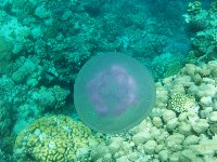 A common jellyfish, Aurellia Aurita...