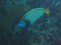 An Emperor Angelfish inhabits a dark hole in the reef...