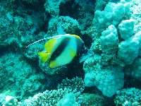 A Red Sea Bannerfish...