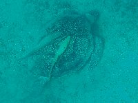 A large turtle with two attendant Remora at Marsa Abu Dabab...