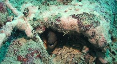 A black moray eel inhabits a hole in the deck...