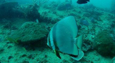 Question1. When is a Batfish NOT a Batfish? ANSWER: when he's a  Platax Teira - a Longfin Spadefish!
