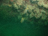 Two Butterflyfish swim under the hull of the gunboat...