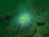A large anemone on the hull...