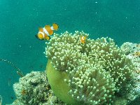 Two Clownfish on yet another anemone...