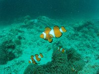 Clownfish defend their anemone on the hull of the Lusong gunboat...