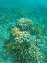 Despite dynamite fishing in the past the coral reefs around Coron have recovered extremely well and are now protected...