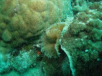 A large fan worm within the coral...