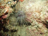 A pale, long spined sea urchin grazing the reef...