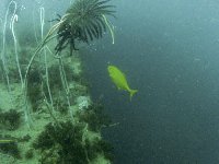 A Yellow Trevally over the wreck...