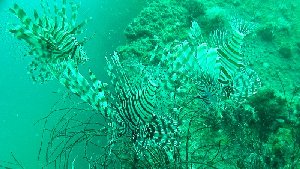 Nowhere have I seen so many Lionfish as on this wreck...