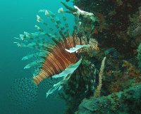 A very large Lionfish - large and very poisonous but incredibly docile!