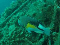 Parrot fish inhabit the deck towards the stern and turn the coral there into fine white sand...