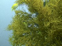 Shoals of tiny fish inhabit the vegetation on the wreck...