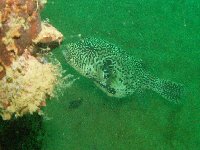 A large puffer fish swims around the fallen mast above El Capitano's bridge...