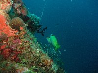 Life on the artificial reef that is the Nippo Maru...