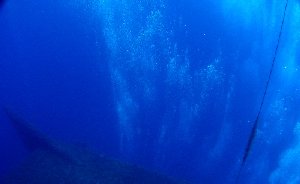 Plumes of diver's bubbles rising from beneath the funnel "wings"...